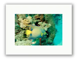 ANGEL REEF PHOTO ART UNFRAMED