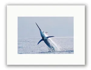 BLUE MARLIN PHOTO ART UNFRAMED