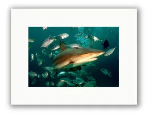 CARIBBEAN REEF SHARK PHOTO ART UNFRAMED