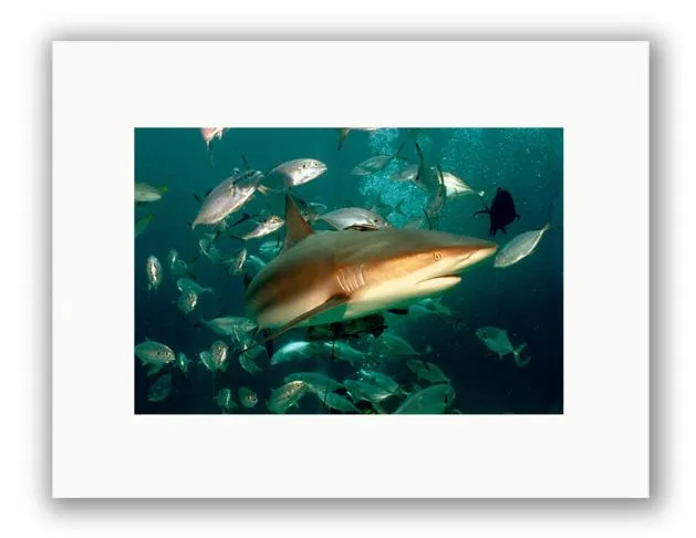 CARIBBEAN REEF SHARK PHOTO ART UNFRAMED