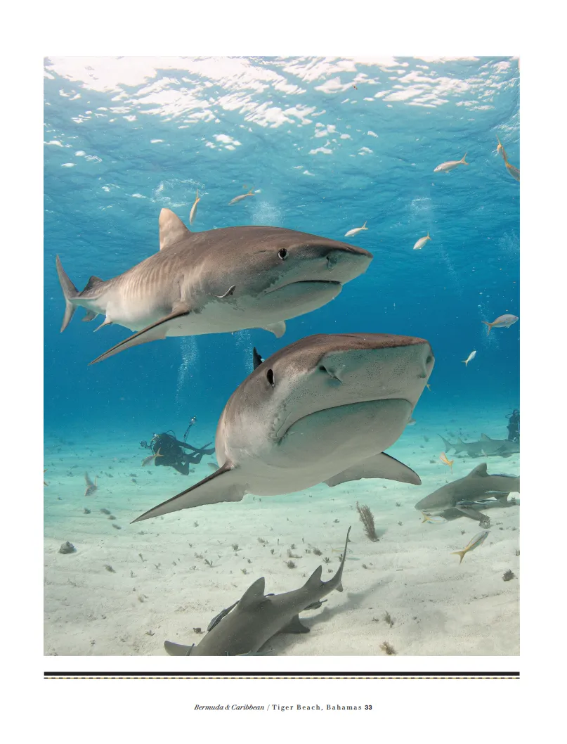 Guy Harvey's Underwater World Bundle