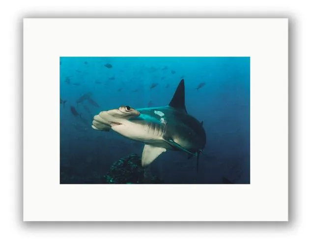 HAMMERHEAD PHOTO ART UNFRAMED