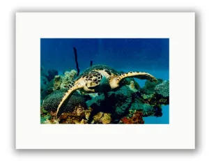 HAWKEYE PHOTO ART UNFRAMED