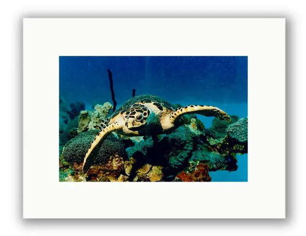 HAWKEYE PHOTO ART UNFRAMED