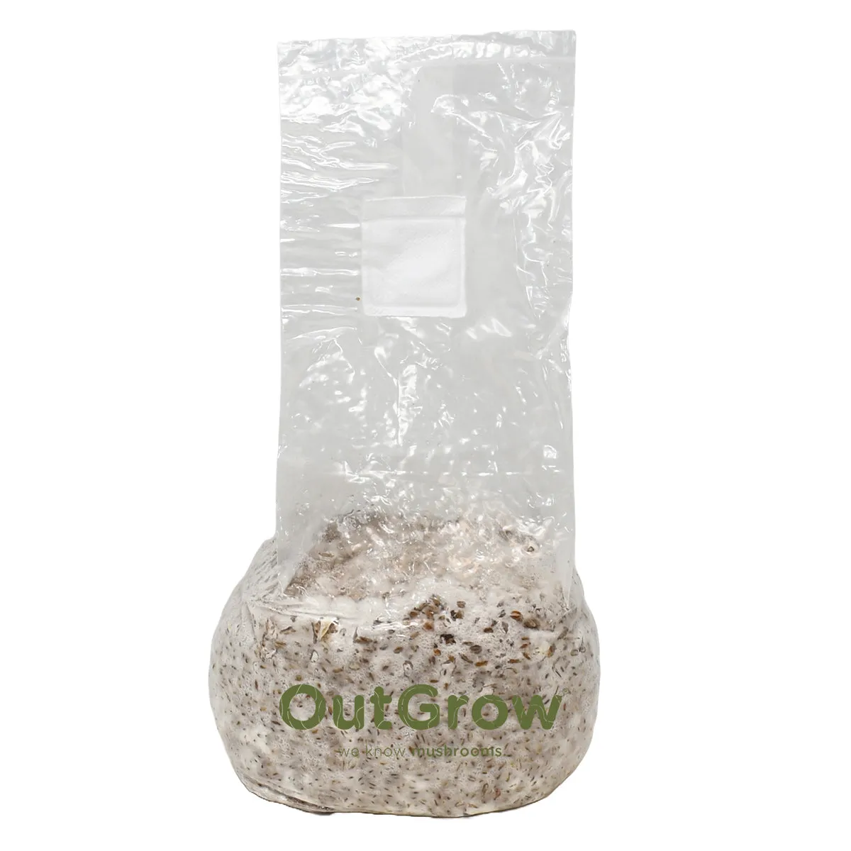 King Oyster Mushroom (Pleurotus Eryngii) Live Spawn