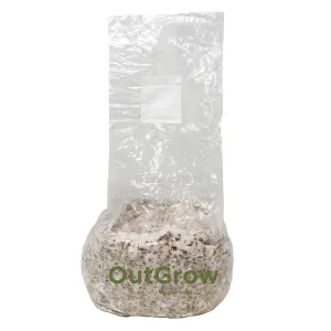 King Oyster Mushroom (Pleurotus Eryngii) Live Spawn